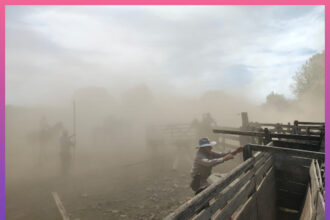 CHACO: Golpe Al Abigeato: Secuestran Bovinos Y Buscan A Un Prófugo