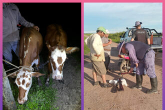 CHACO: Agentes Resuelven Un Abigeato Y Notifican A Dos Cazadores