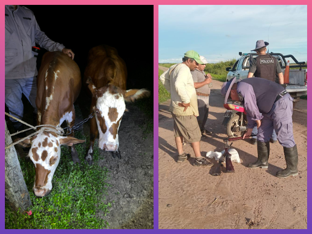 CHACO: Agentes Resuelven Un Abigeato Y Notifican A Dos Cazadores
