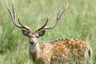 CHACO: Robo Insólito En El Zoológico: Sustrajeron Un Ciervo Y Lo Faenaron A Metros Del Predio