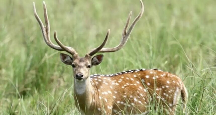CHACO: Robo Insólito En El Zoológico: Sustrajeron Un Ciervo Y Lo Faenaron A Metros Del Predio