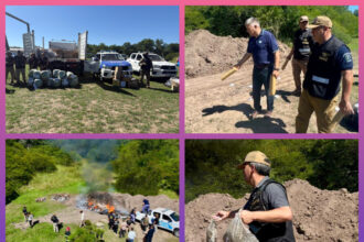 COLONIA BENÍTEZ:  Destruyeron Más De 3 Toneladas De Marihuana Y 80 Kilos De Cocaína