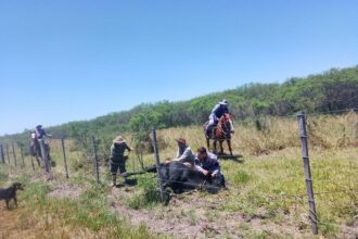 CHACO: Hallaron En Un Campo Ajeno El Toro Buscado