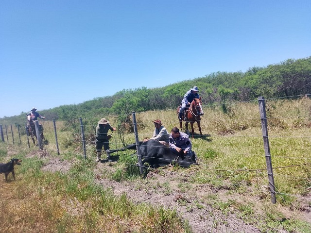 CHACO: Hallaron En Un Campo Ajeno El Toro Buscado