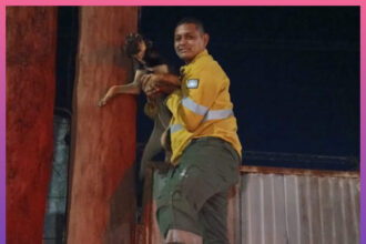 CHACO:   Rescataron A Un Perrito Atrapado En Un Cercado En Juan José Castelli