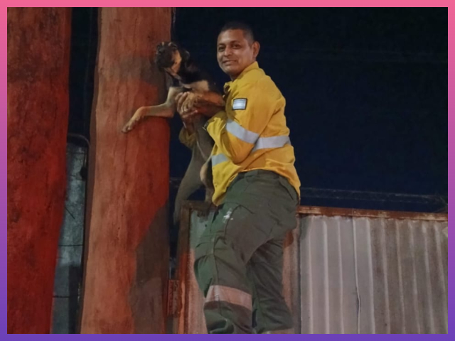 CHACO:   Rescataron A Un Perrito Atrapado En Un Cercado En Juan José Castelli