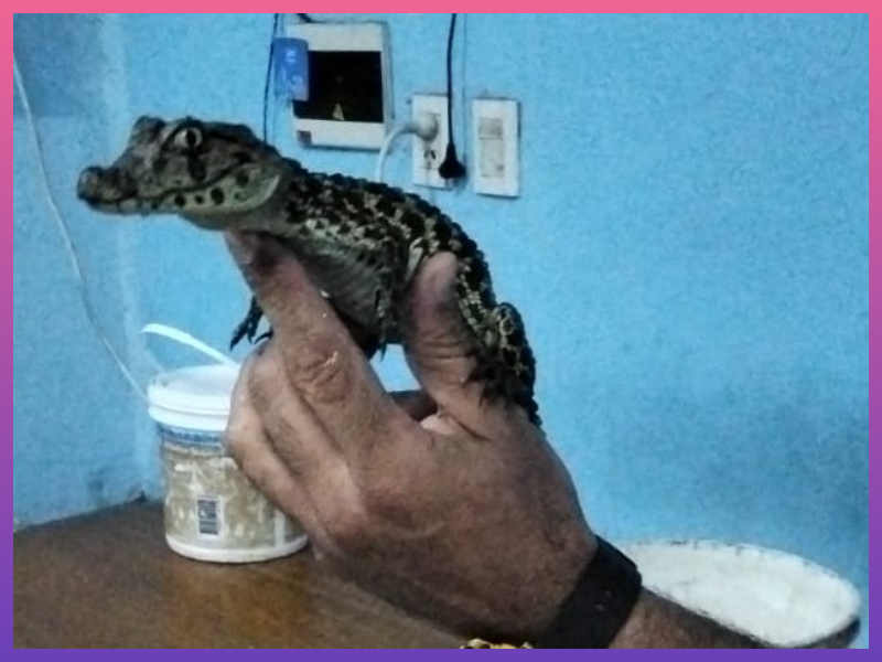 RESISTENCIA: Rescatan Un Pequeño Yacaré En El Barrio Don Bosco