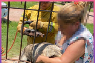 VILLA ÁNGELA: Bomberos Rescataron A Un Perro Atrapado En Una Reja En Localidad