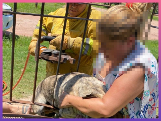 VILLA ÁNGELA: Bomberos Rescataron A Un Perro Atrapado En Una Reja En Localidad