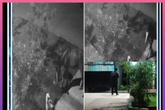 VILLA ÁNGELA: Insólito Ladrón: Un Caballo Se Robó Un Contenedor De Basura