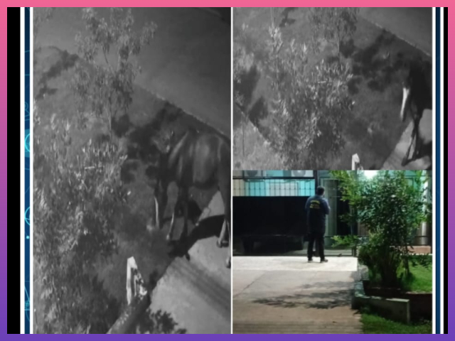 VILLA ÁNGELA: Insólito Ladrón: Un Caballo Se Robó Un Contenedor De Basura