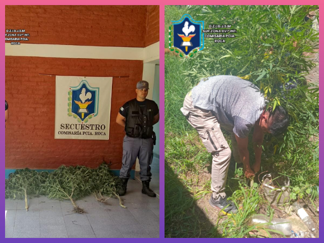 CHACO: Durante Patrullaje Preventivo Secuestran Plantas De Marihuana