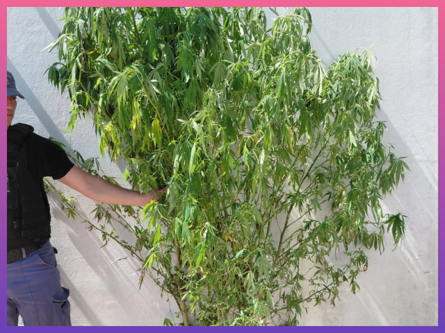 SAN BERNARDO: Secuestran Planta De Marihuana En Un Domicilio Del Barrio San Martín