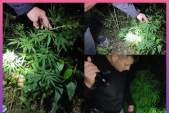COLONIA BENÍTEZ: Descubrieron Plantas De Marihuana En La Vereda De Su Casa