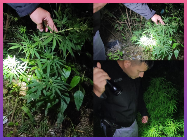 COLONIA BENÍTEZ: Descubrieron Plantas De Marihuana En La Vereda De Su Casa