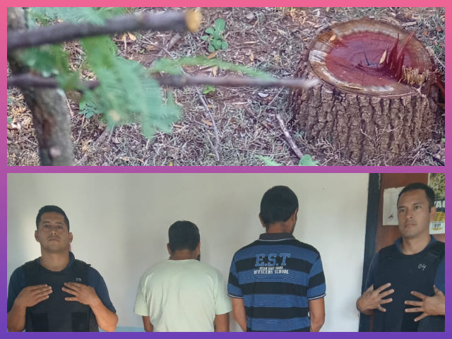 CHACO:  Detienen A Dos Personas Por La Tala De Quebracho Colorado En Zona De Reserva