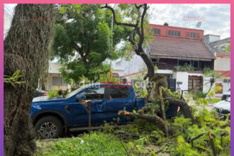 RESISTENCIA: Una Rama De Un Árbol Aplastó Una Camioneta En Pleno Centro