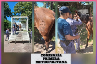 CHACO: Secuestraron Dos Equinos Sueltos En La Vía Pública
