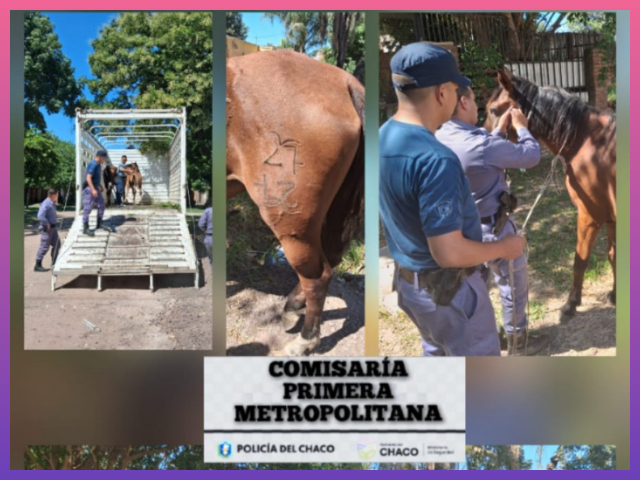CHACO: Secuestraron Dos Equinos Sueltos En La Vía Pública