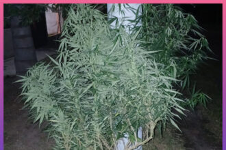 MARGARITA BELEN: Secuestran Una Planta De Marihuana