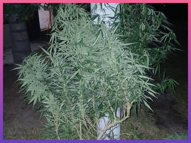 MARGARITA BELEN: Secuestran Una Planta De Marihuana