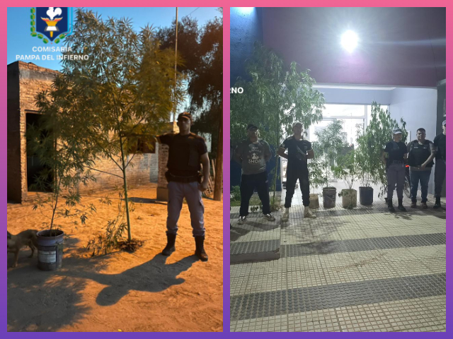 PAMPA DEL INFIERNO: Secuestraron Ocho Plantas De Marihuana PAMPA DEL INFIERNO: Secuestraron Ocho Plantas De Marihuana