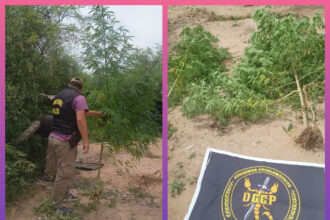 CHARATA: Agentes Secuestran Plantas De Marihuana En Barrio Esperanza