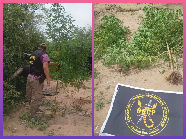 CHARATA: Agentes Secuestran Plantas De Marihuana En Barrio Esperanza