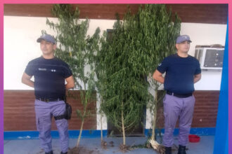 PINEDO: Agentes Secuestran Plantas De Marihuana En Un Terreno Baldío