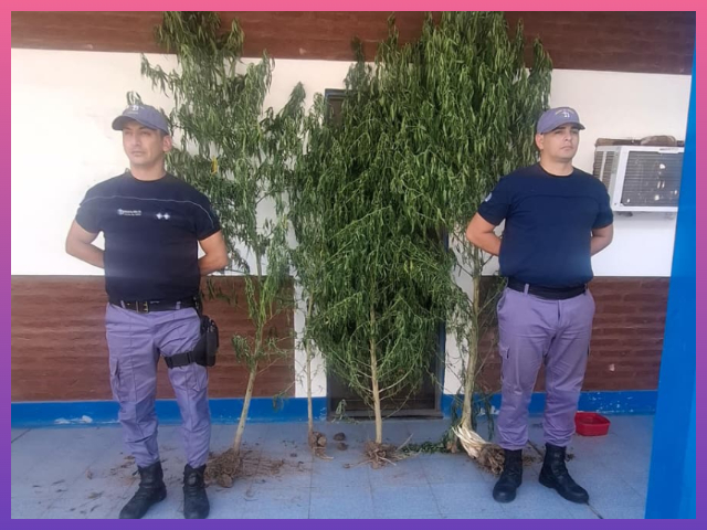 PINEDO: Agentes Secuestran Plantas De Marihuana En Un Terreno Baldío PINEDO: Agentes Secuestran Plantas De Marihuana En Un Terreno Baldío