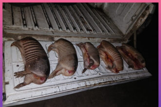 CHACO: Decomisaron Ejemplares De Tatú Mulita En Un Operativo De Control Rural