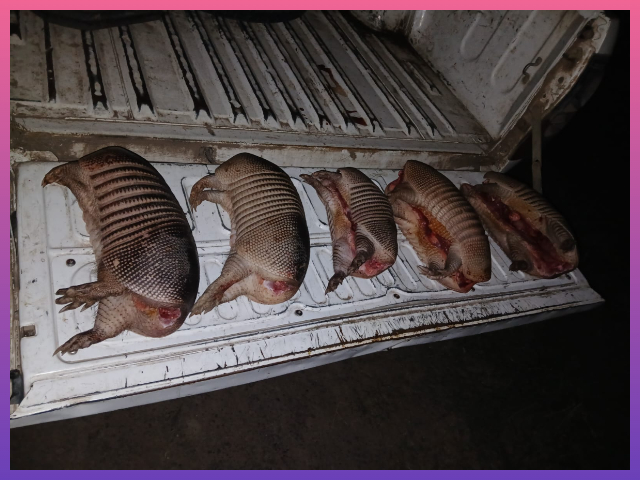 CHACO: Decomisaron Ejemplares De Tatú Mulita En Un Operativo De Control Rural