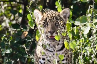 Confirman Un Segundo Nacimiento De Yaguareté En El Parque Nacional El Impenetrable