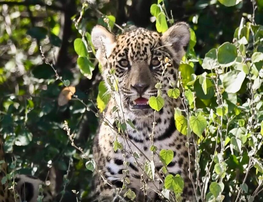 Confirman Un Segundo Nacimiento De Yaguareté En El Parque Nacional El Impenetrable