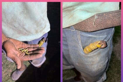 SAN MARTÍN: Demoran A Un Joven Con Cocaína Y Un Arma Casera