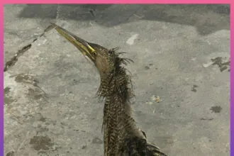 RESISTENCIA: Bomberos Rescataron Un Ave Silvestre Que Ingresó A Una Vivienda