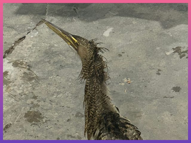 RESISTENCIA: Bomberos Rescataron Un Ave Silvestre Que Ingresó A Una Vivienda