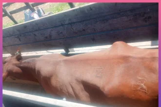 CHACO: Secuestran Un Animal Vacuno Por Irregularidades En La Documentación