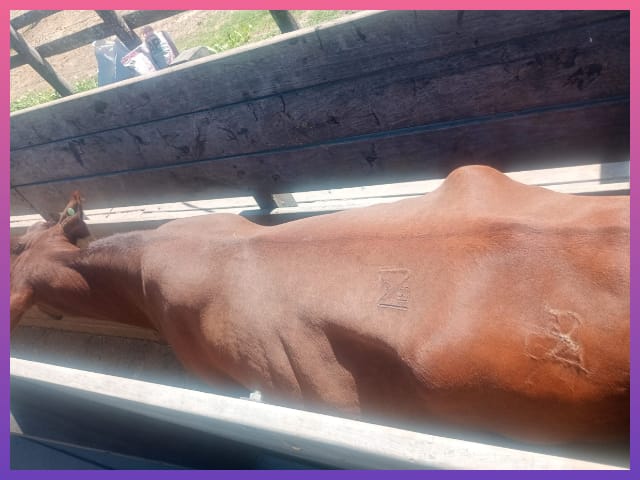 CHACO: Secuestran Un Animal Vacuno Por Irregularidades En La Documentación CHACO: Secuestran Un Animal Vacuno Por Irregularidades En La Documentación