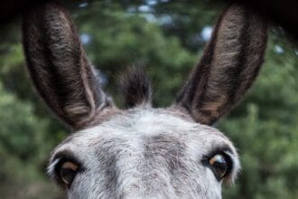 Polémica en Chubut: las carnicerías ya venden carne de burro