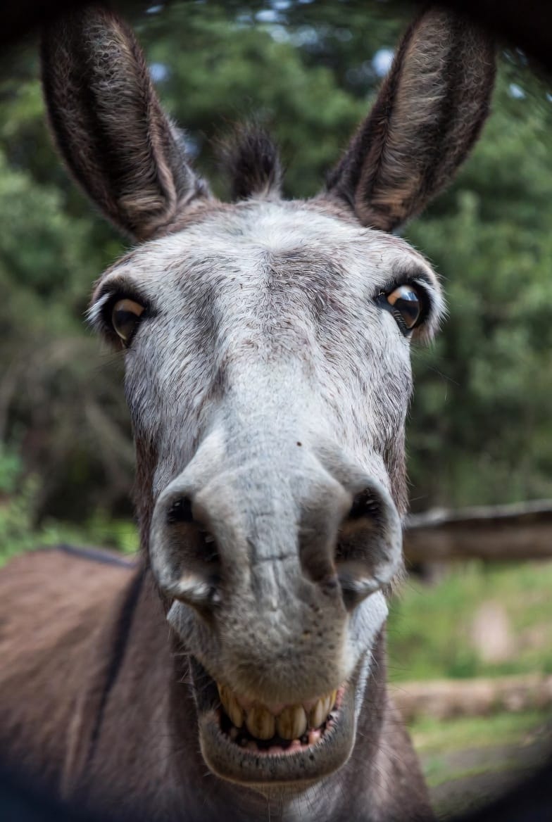 Polémica en Chubut: las carnicerías ya venden carne de burro Polémica en Chubut: las carnicerías ya venden carne de burro