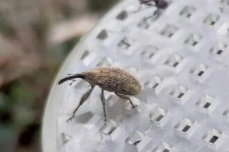 “Si queremos combatir al picudo, tenemos que trabajar todo el año”