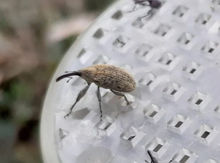 “Si queremos combatir al picudo, tenemos que trabajar todo el año” “Si queremos combatir al picudo, tenemos que trabajar todo el año”