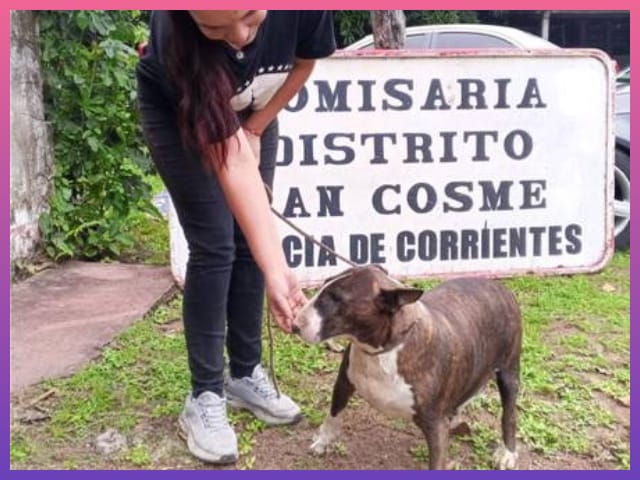 CORRIENTES: Recuperaron Una Perrita Perdida Gracias A La Solidaridad De Una Vecina