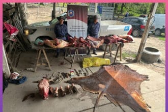 CHACO: Secuestraron Más De 200 Kilos De Carne No Apta Para El Consumo
