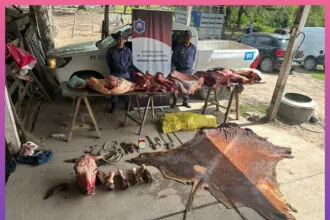 CHACO: Secuestraron Más De 200 Kilos De Carne No Apta Para El Consumo