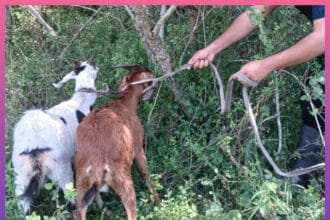 CIERVO PETISO: Recuperaron Dos Chivos Robados Tras Un Rastrillaje En Zona Rural