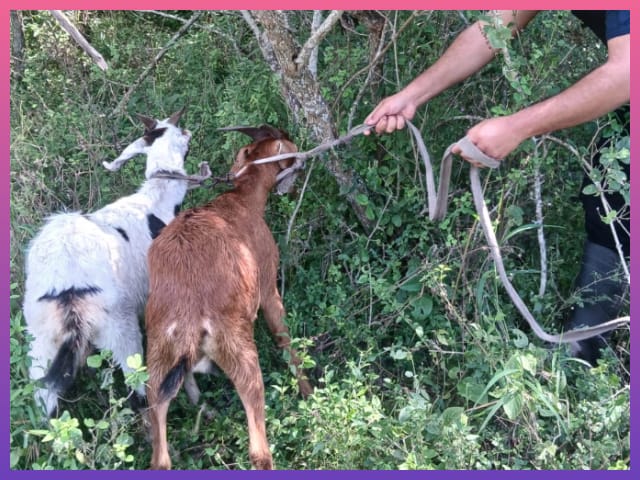 CIERVO PETISO: Recuperaron Dos Chivos Robados Tras Un Rastrillaje En Zona Rural