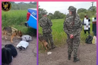 PLAZA: El Can “Sacha” Detectó Marihuana En La Mochila De Un Pasajero Durante Un Control De Colectivos
