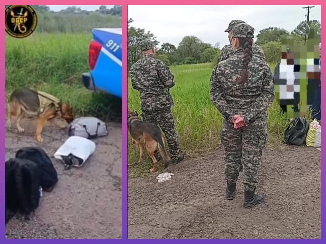 PLAZA: El Can “Sacha” Detectó Marihuana En La Mochila De Un Pasajero Durante Un Control De Colectivos